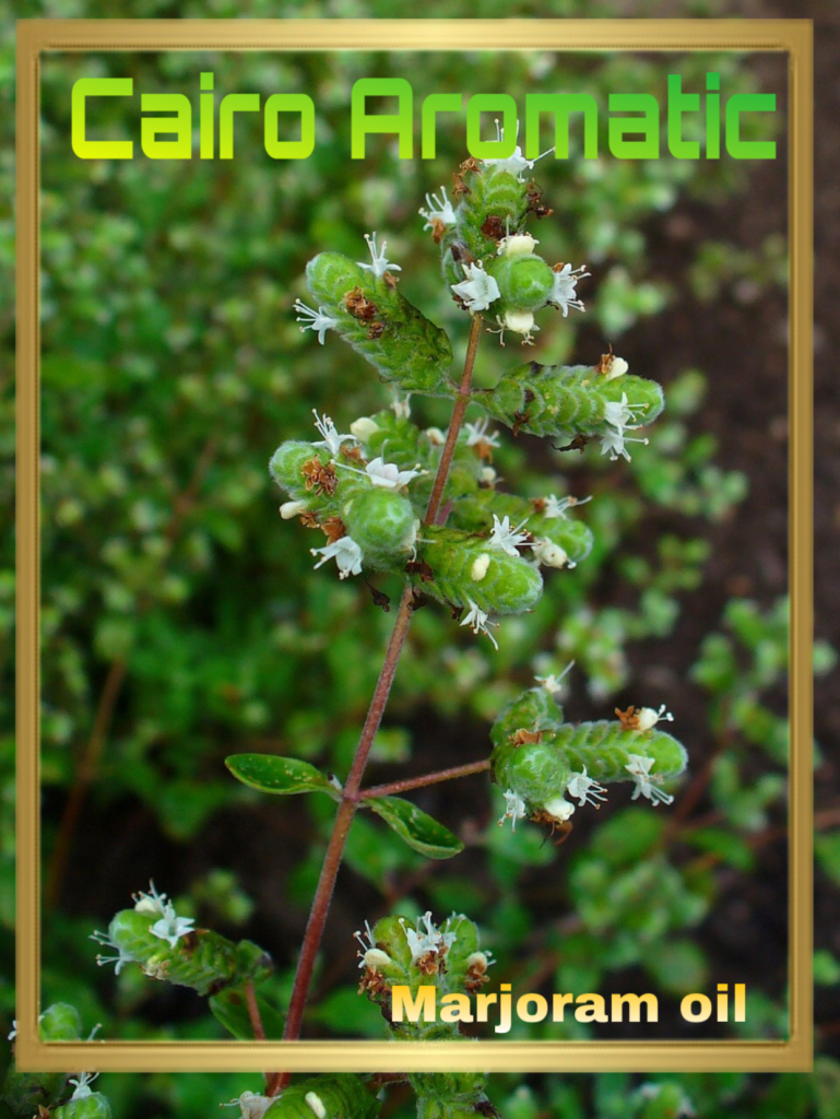 Marjoram Sweet oil(perennial) cairoaromatic